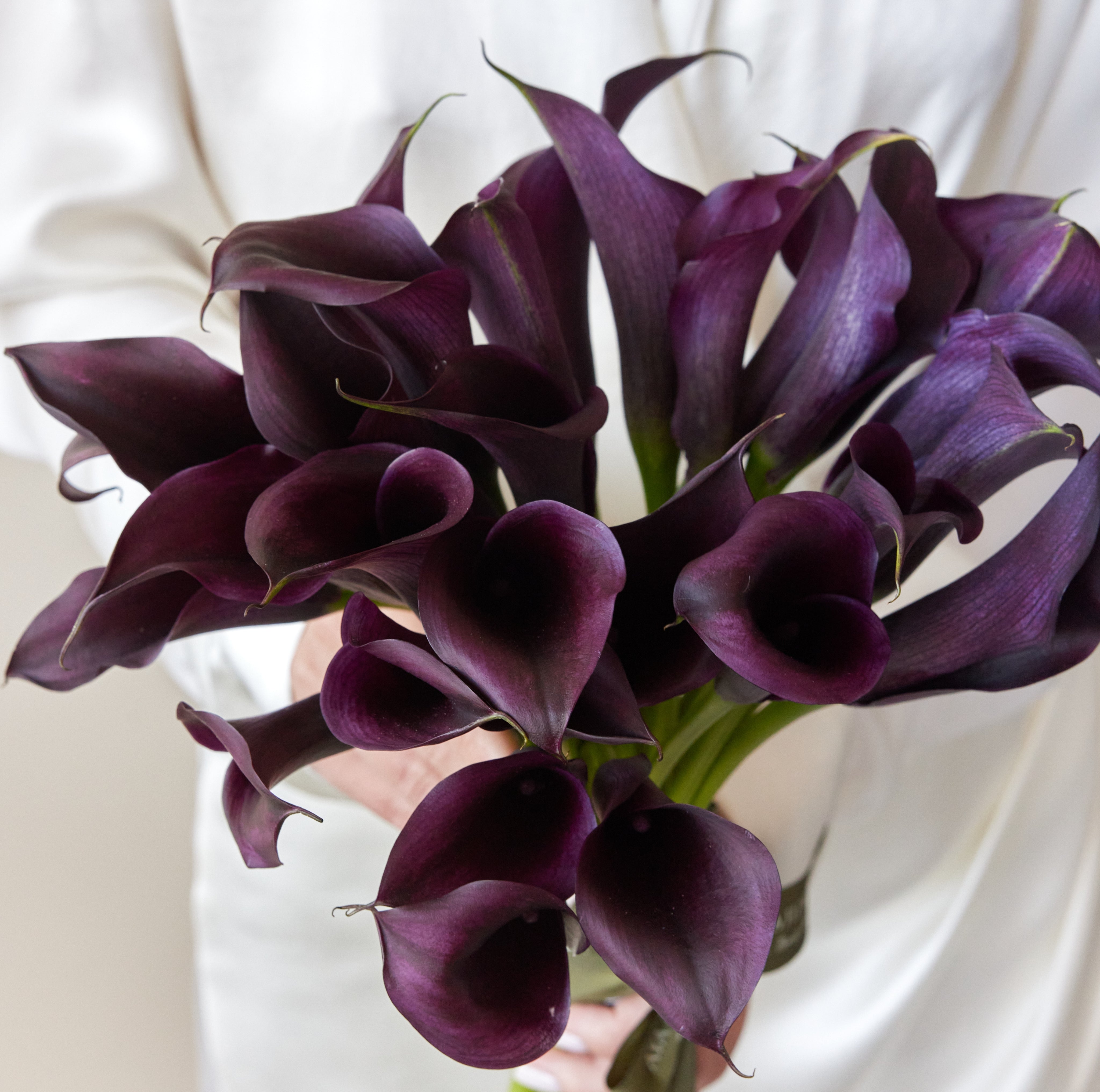 calla lily flower purple No.307 Dark purple Cala lilies