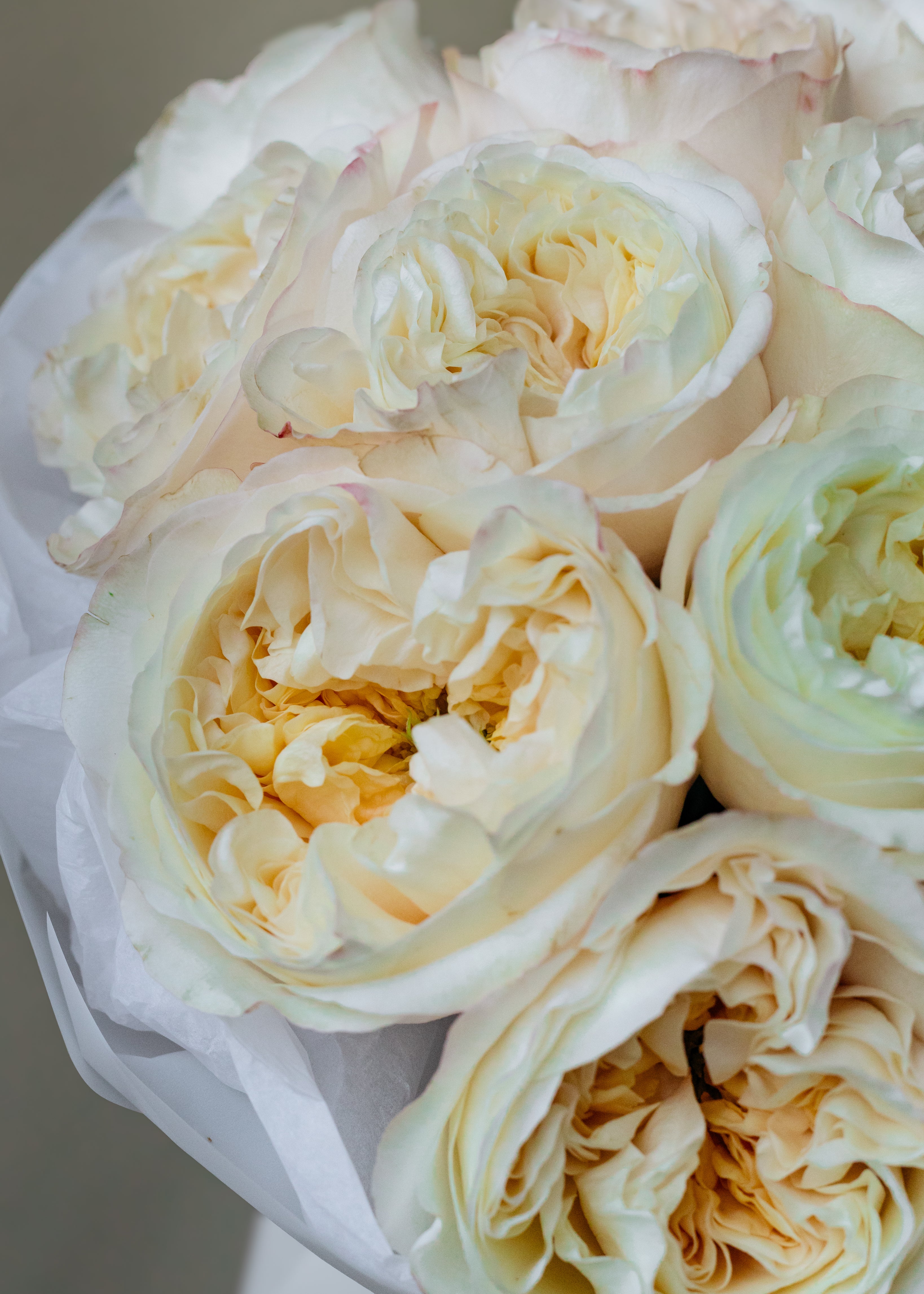 No.82 Ivory Delight
