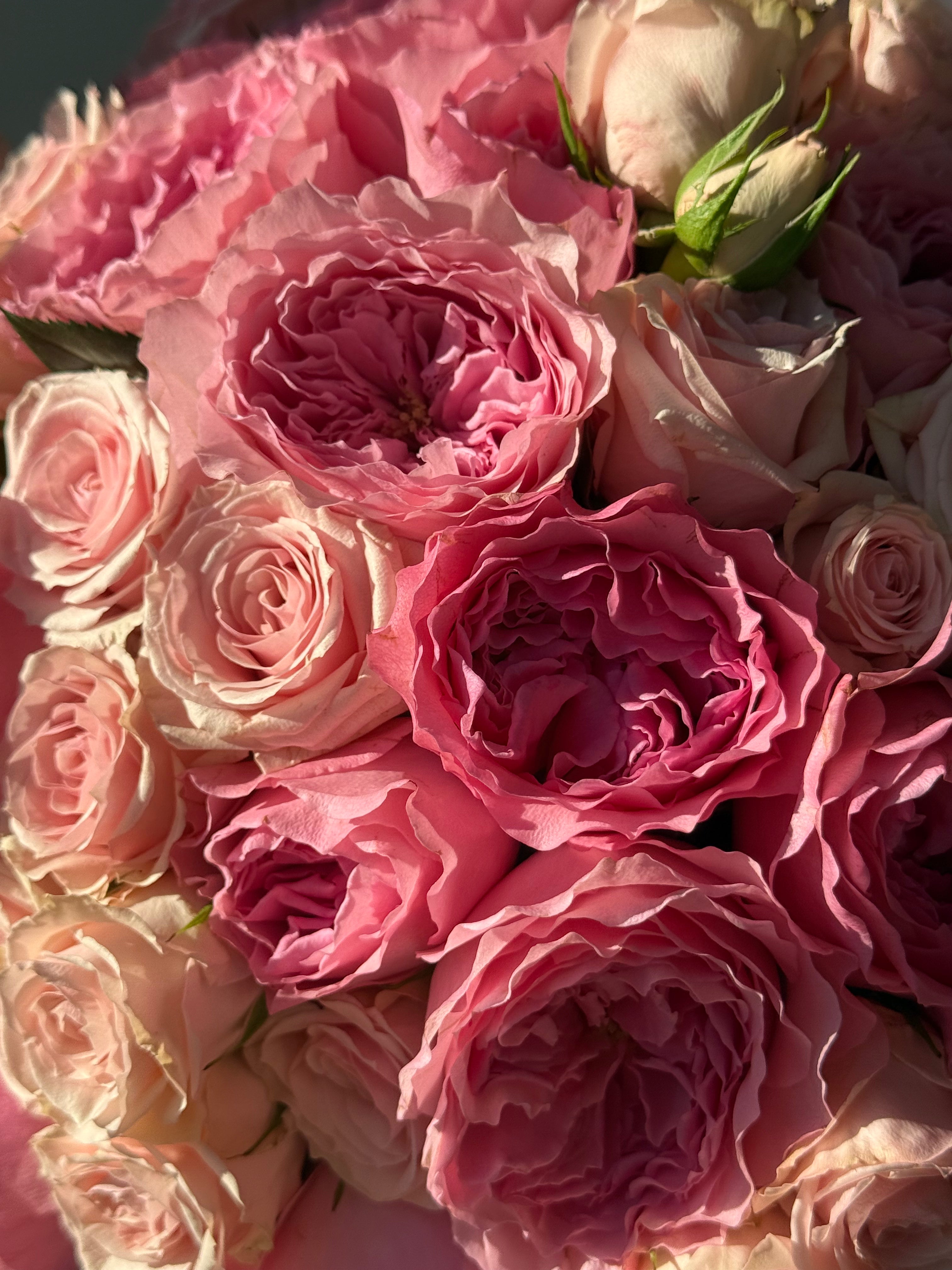 No.3 Belle Amour