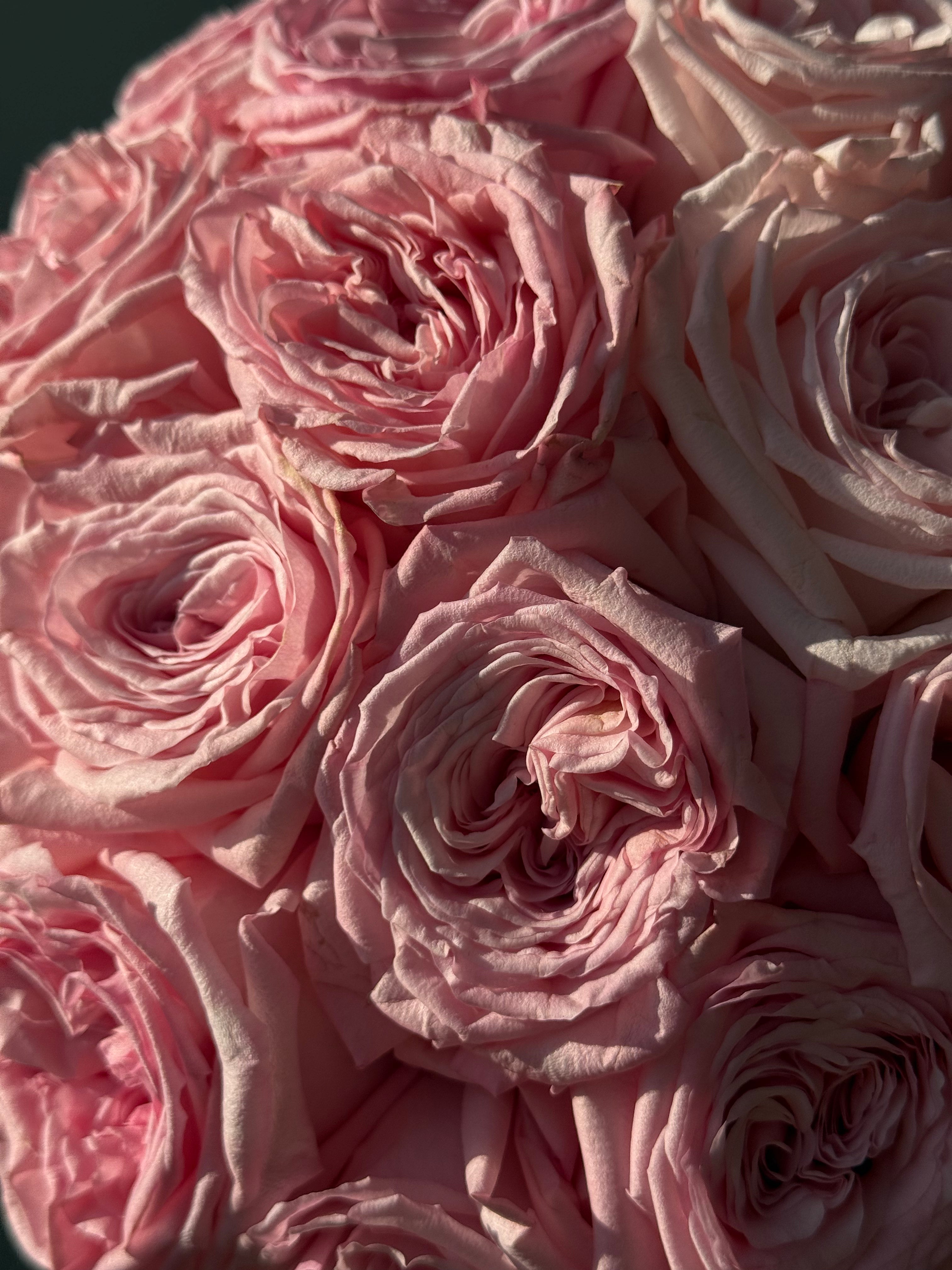 No. 020 Pink O’Hara