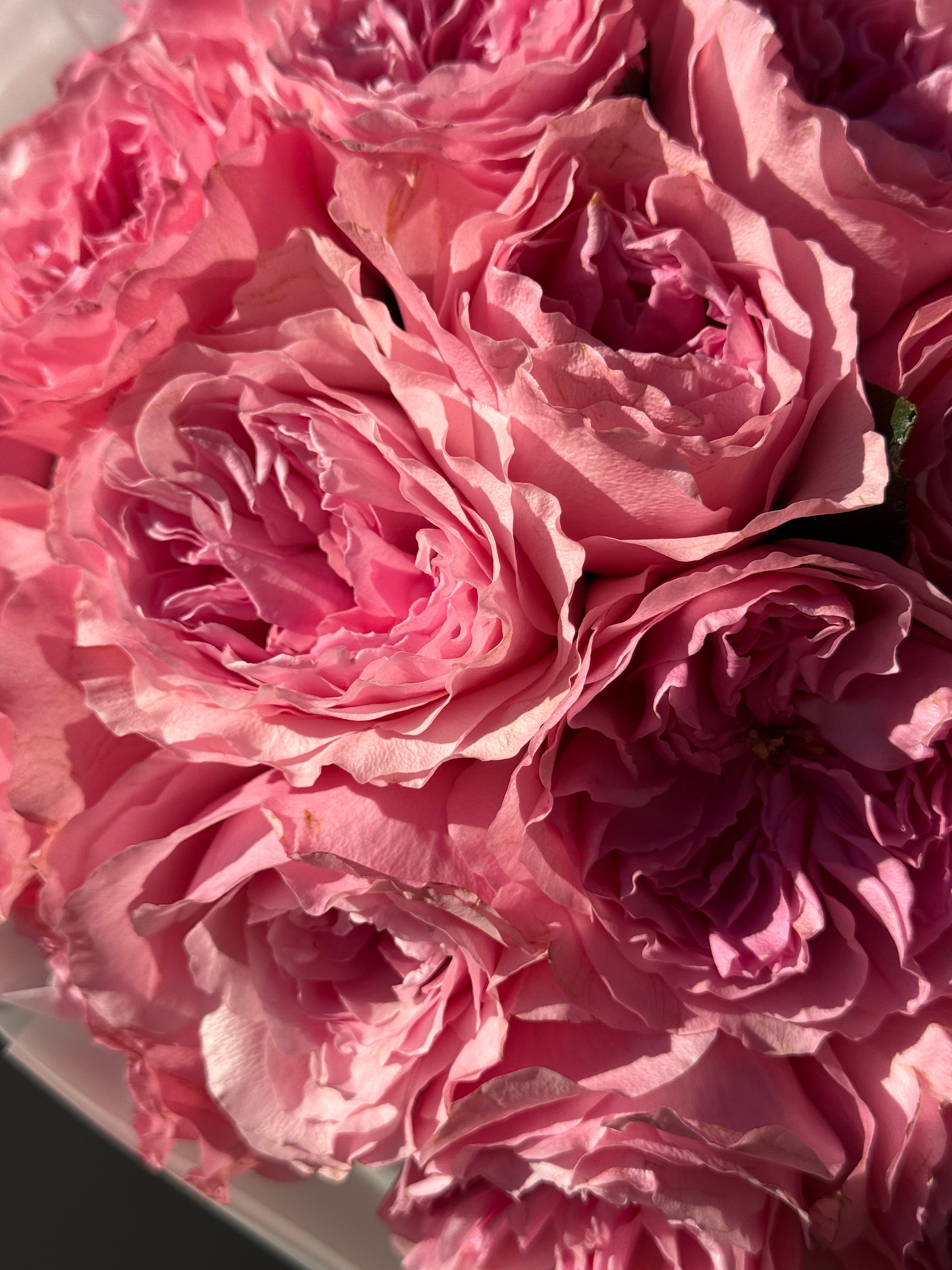 No.34 Rosé Bloom