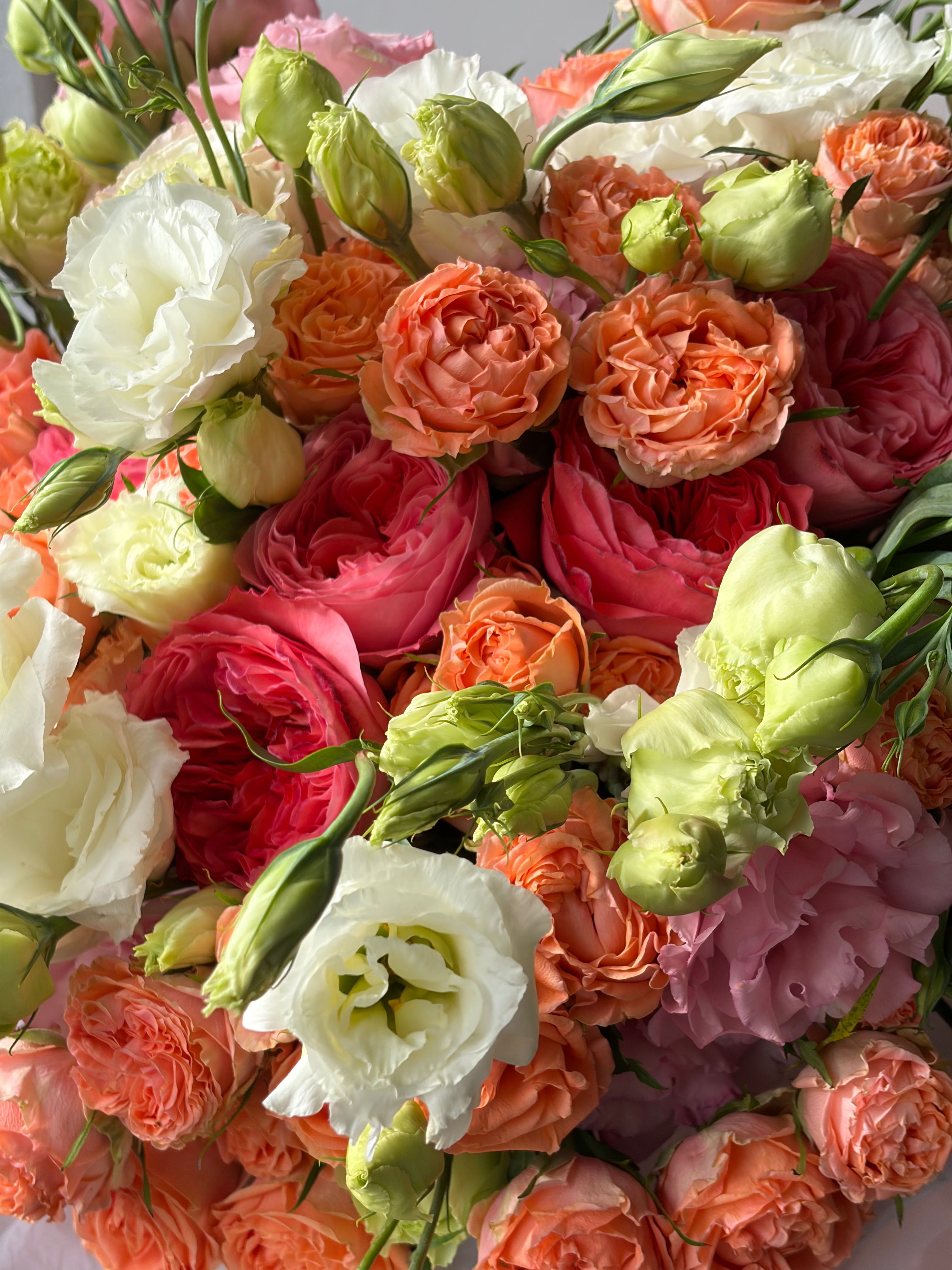 No.3 Apricot Kiss